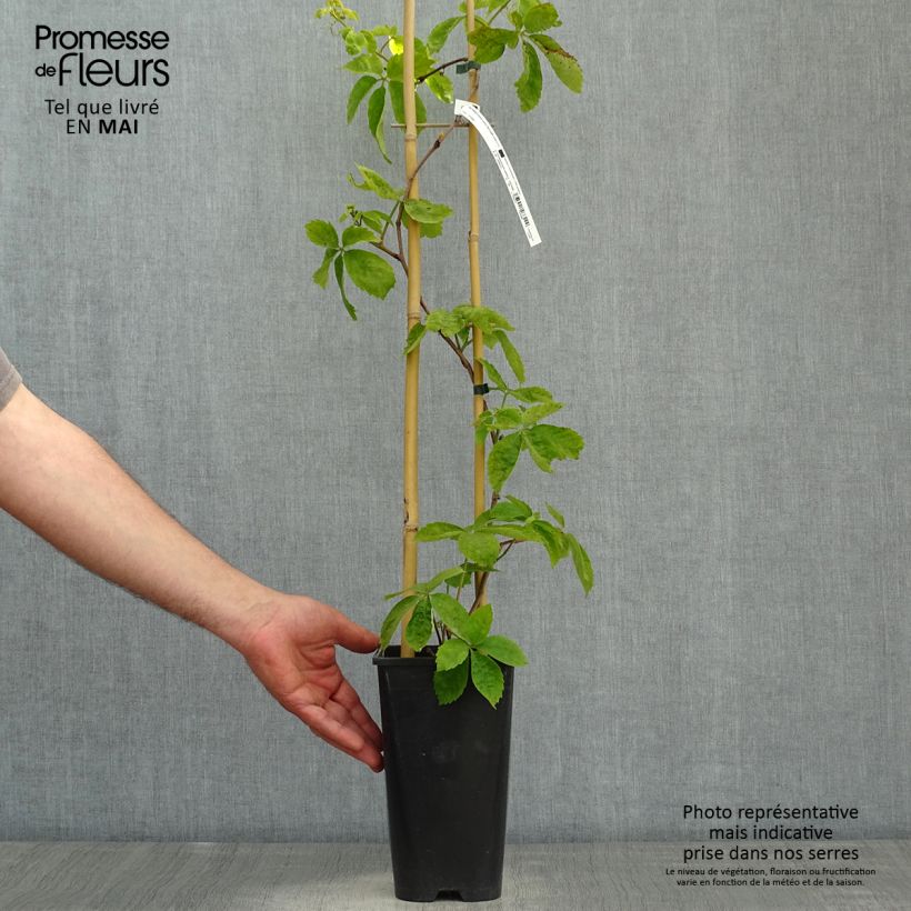 Spécimen de Vigne vierge - Parthenocissus quinquefolia Red Wall en pot de 2L/3L tel que livré au printemps