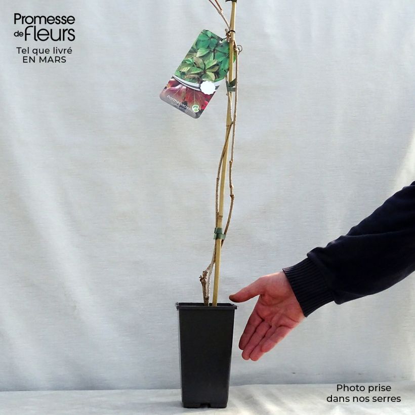 Spécimen de Vigne vierge - Parthenocissus quinquefolia pot de 2L tel que livré au printemps