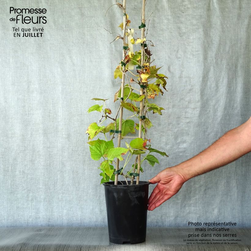 Spécimen de Vigne vierge - Parthenocissus tricuspidata Fenway Park Pot de 4L/5L tel que livré en été