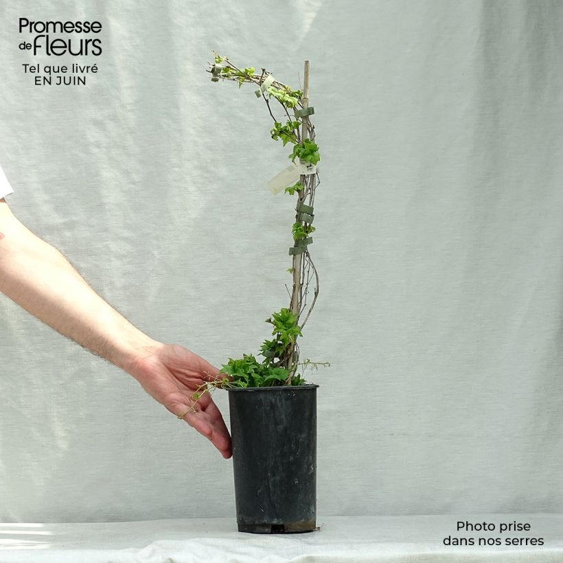 Spécimen de Vigne vierge - Parthenocissus tricuspidata Lowii Pot de 2L/3L tel que livré en été