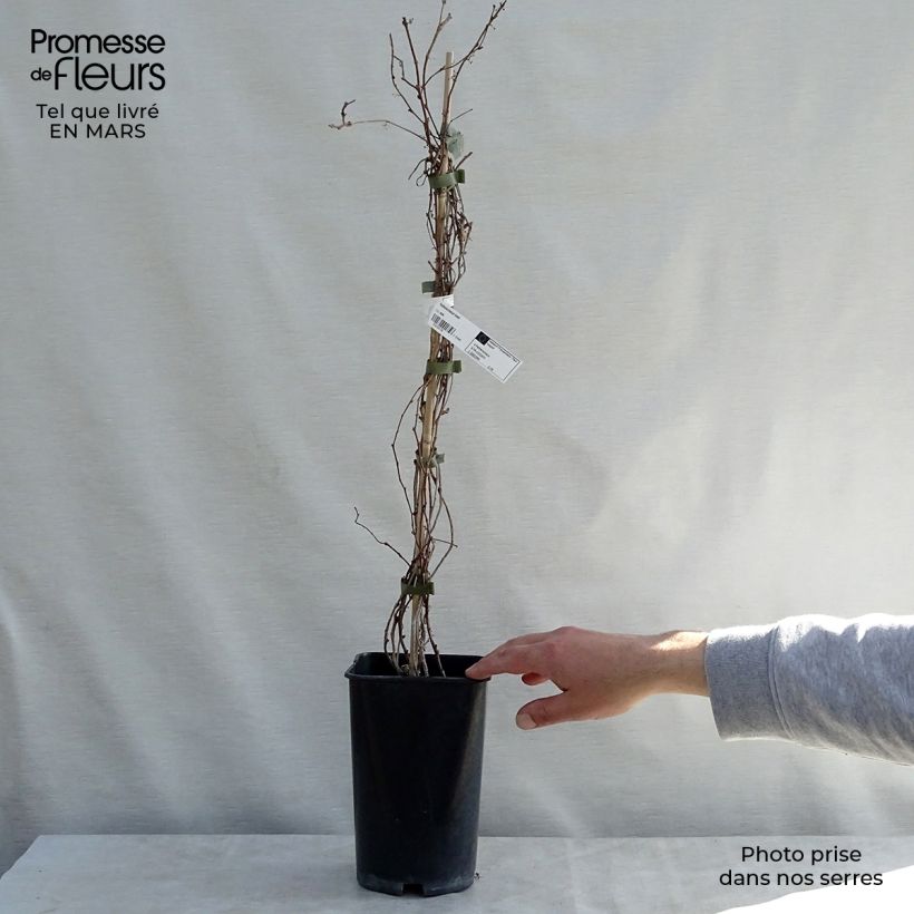 Spécimen de Vigne vierge - Parthenocissus tricuspidata Lowii tel que livré au printemps