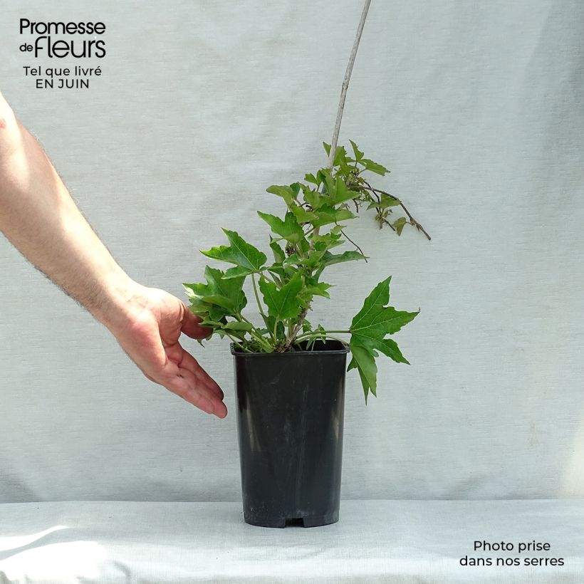 Spécimen de Vigne vierge - Parthenocissus tricuspidata Minutifolia Pot de 2L/3L tel que livré en été