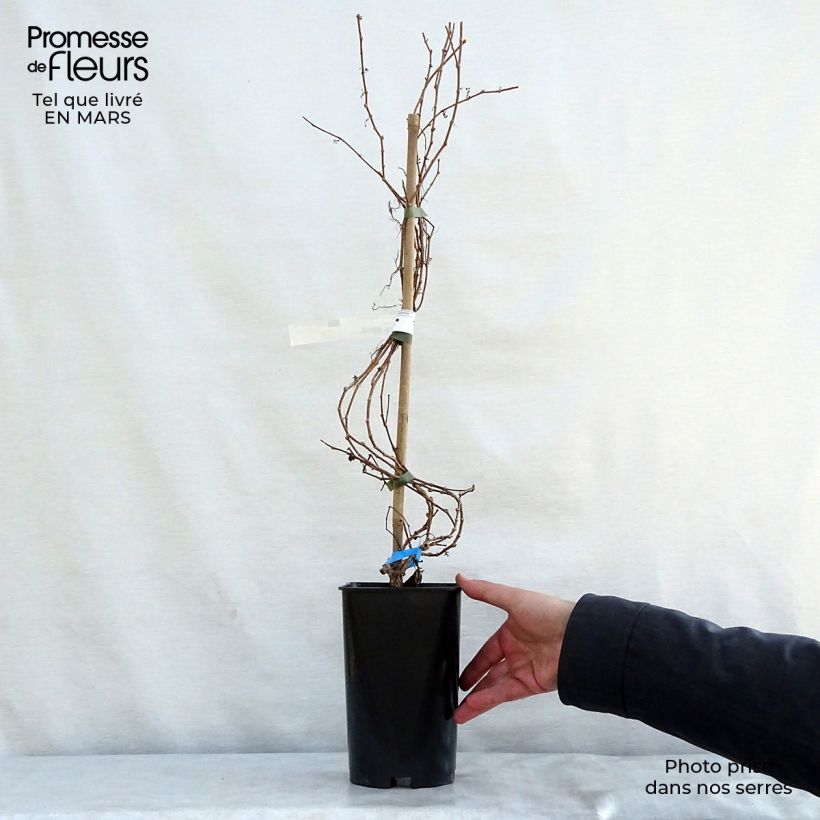 Spécimen de Vigne vierge - Parthenocissus tricuspidata Minutifolia Pot de 2L/3L tel que livré au printemps