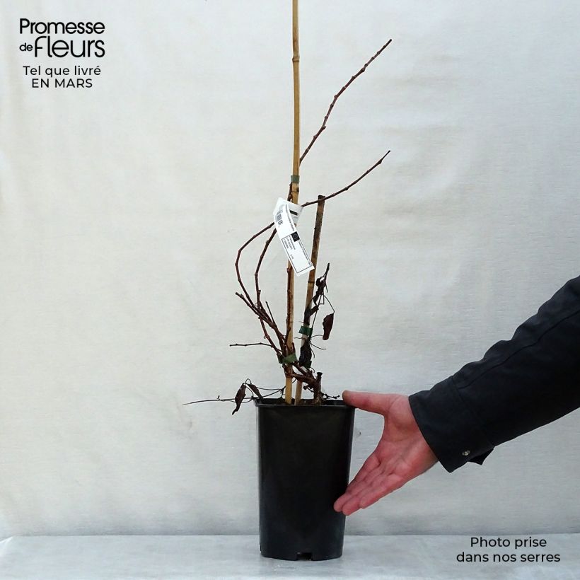 Spécimen de Vigne vierge - Parthenocissus tricuspidata Veitchii Robusta en pot de 1,5l/2l tel que livré au printemps