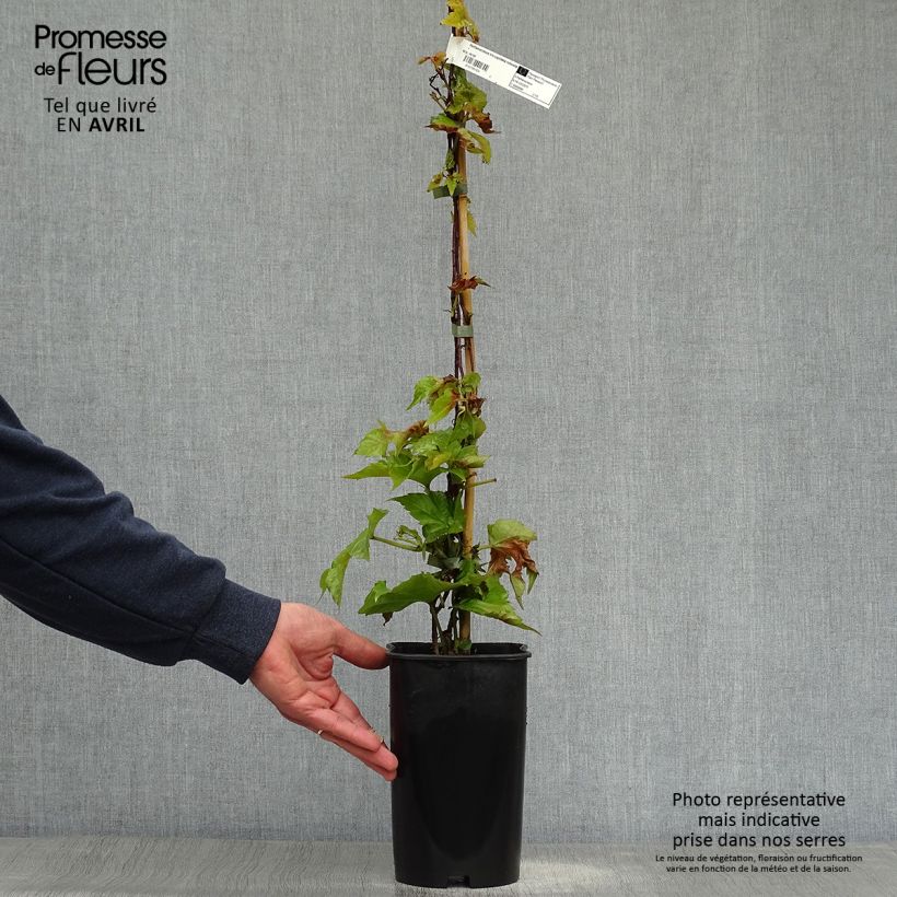 Spécimen de Vigne vierge - Parthenocissus tricuspidata Veitchii Robusta en pot de 2l/3l tel que livré au printemps