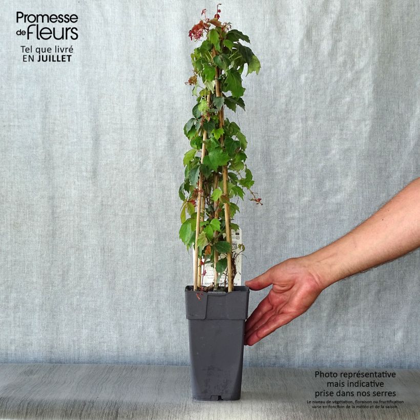 Spécimen de Vigne vierge - Parthenocissus tricuspidata Veitchii Pot de 2L/3L tel que livré en été