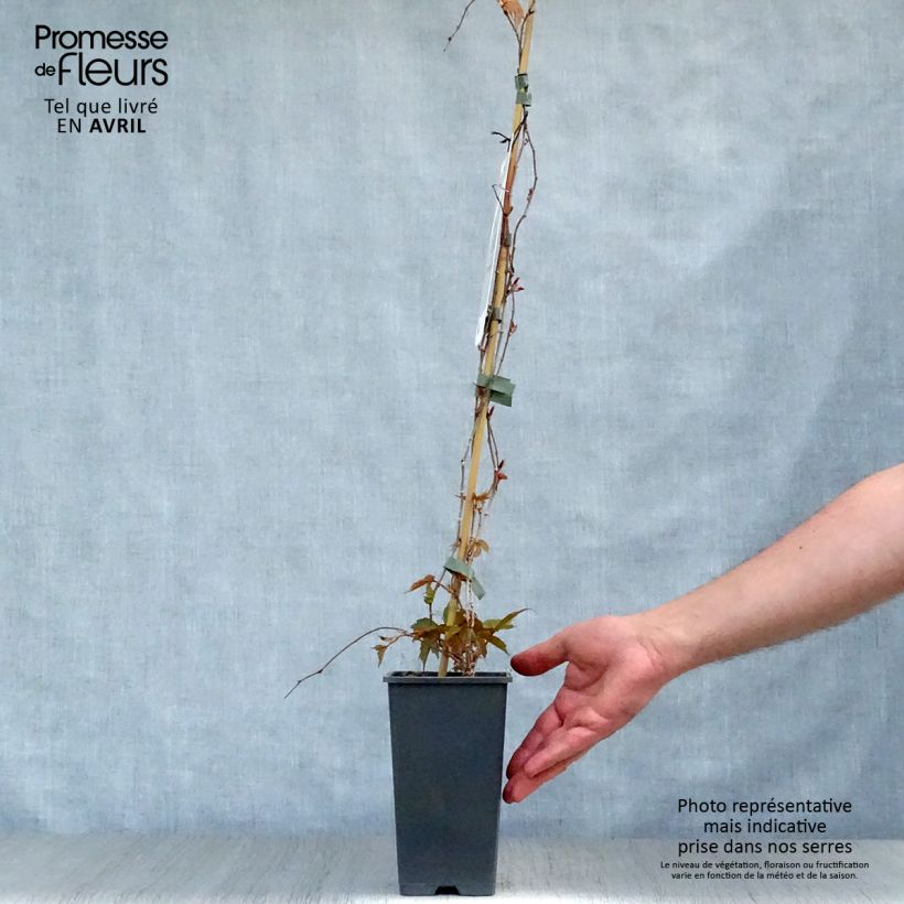 Spécimen de Vigne vierge - Parthenocissus tricuspidata Veitchii tel que livré au printemps