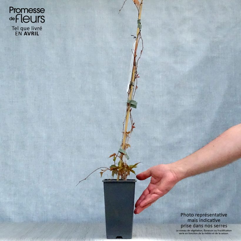 Spécimen de Vigne vierge - Parthenocissus tricuspidata Veitchii en pot de 2/3L tel que livré au printemps