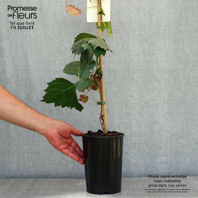 Spécimen de Vigne vierge - Parthenocissus tricuspidata atropurpurea Pot de 2L/3L tel que livré en été