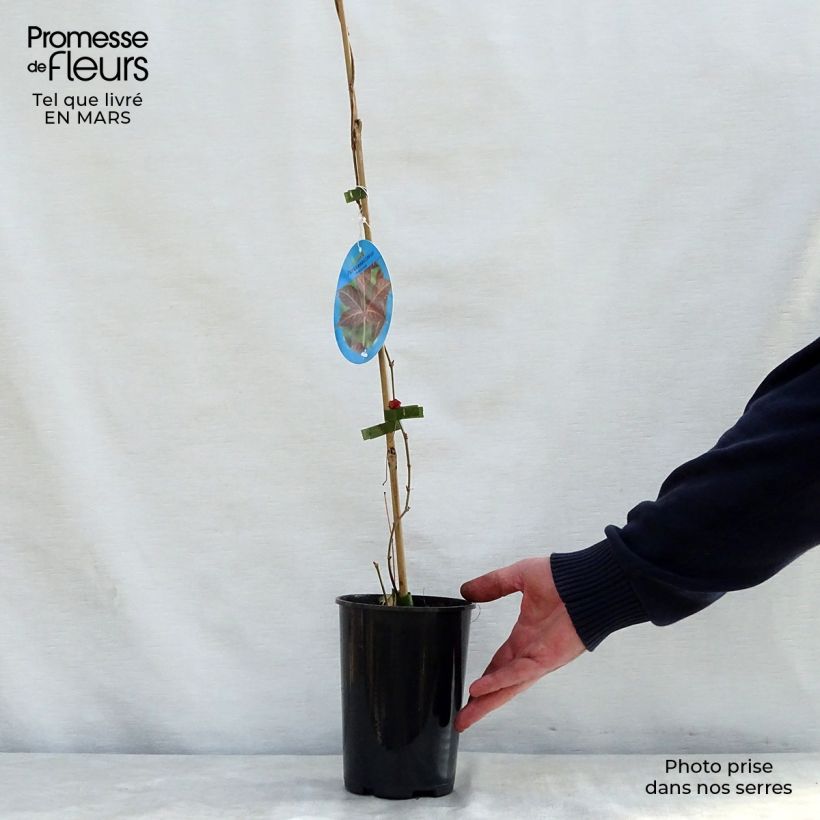 Spécimen de Vigne vierge de Henry - Parthenocissus henryana tel que livré au printemps