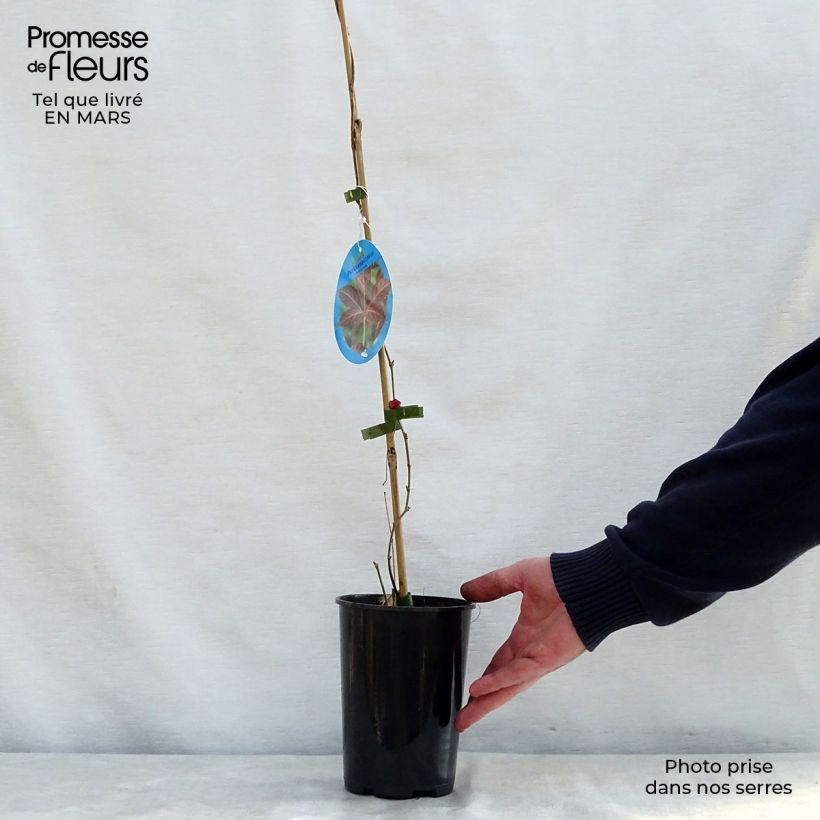 Spécimen de Vigne vierge de Henry - Parthenocissus henryana Pot de 2L/3L tel que livré au printemps