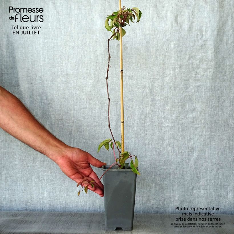 Spécimen de Vigne vierge de Henry - Parthenocissus henryana Pot de 2L/3L tel que livré en été
