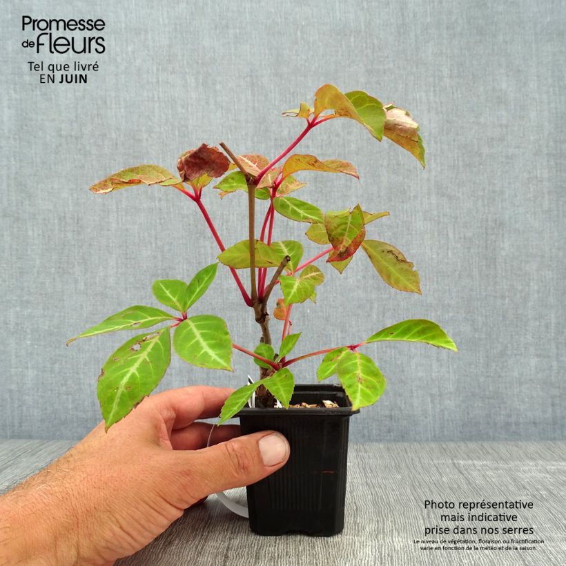 Spécimen de Vigne vierge de Henry - Parthenocissus henryana Godet de 8/9 cm tel que livré en été