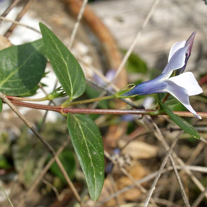 Pervenche difforme ou intermédiaire - Vinca difformis (Feuillage)