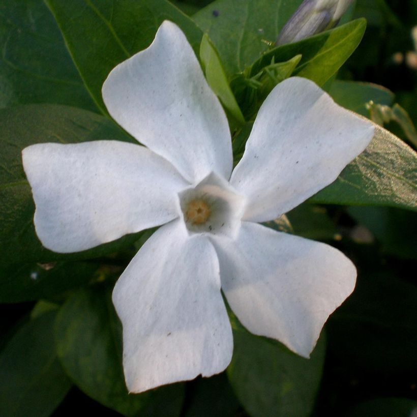 Pervenche difforme ou intermédiaire - Vinca difformis (Floraison)