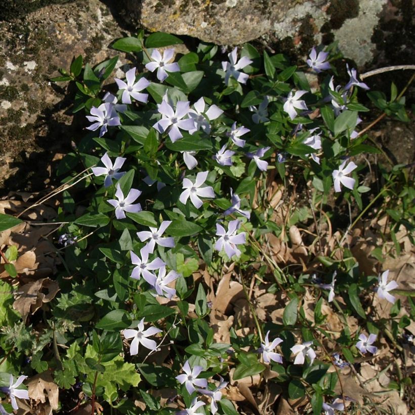 Pervenche difforme ou intermédiaire - Vinca difformis (Port)