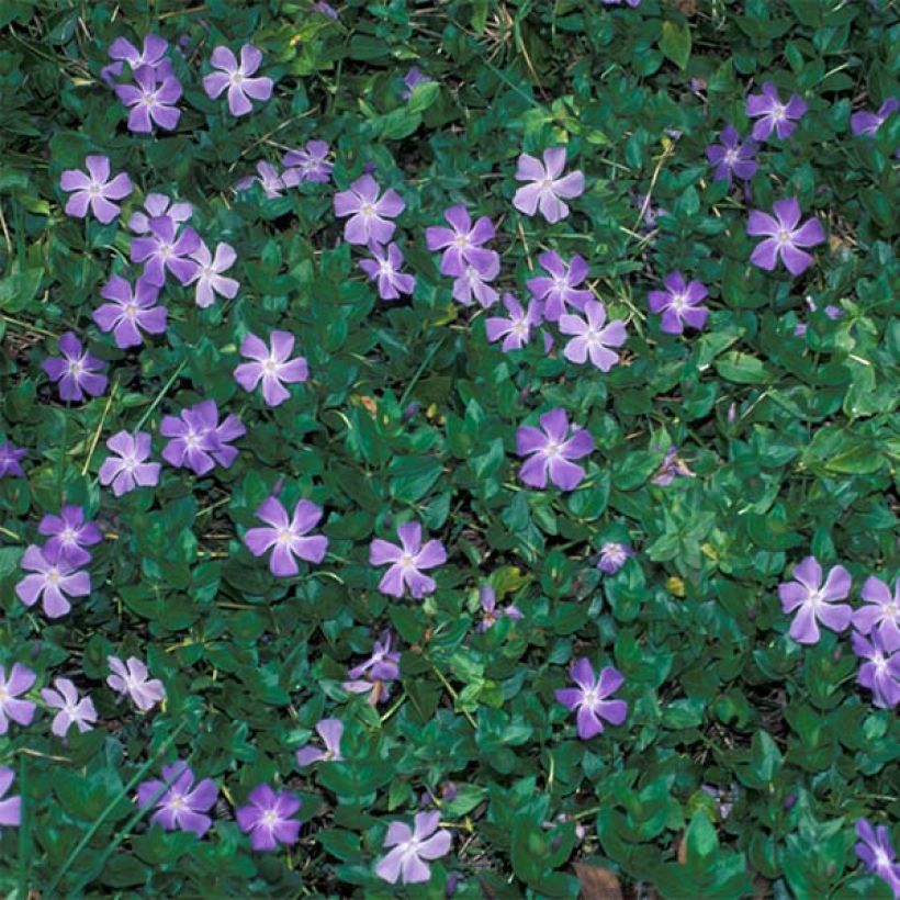 Vinca major - Grande Pervenche (Port)