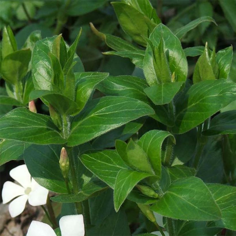 Vinca major Alba - Grande Pervenche blanche (Feuillage)