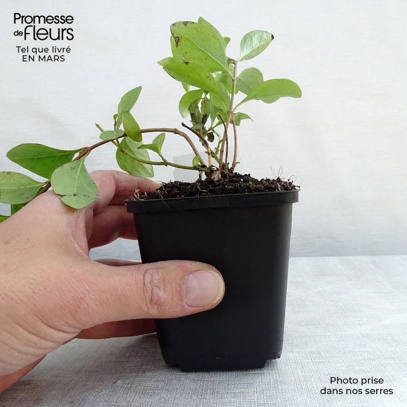 Spécimen de Vinca major Alba - Grande Pervenche blanche Godet de 9cm tel que livré au printemps