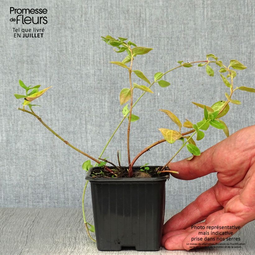 Spécimen de Vinca major - Grande Pervenche Godet de 7/8 cm tel que livré en été