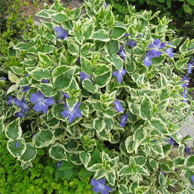 Vinca major Variegata - Grande Pervenche panachée (Port)