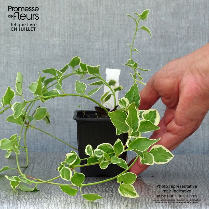 Spécimen de Vinca major Variegata - Grande Pervenche panachée Godet de 8/9 cm tel que livré en été