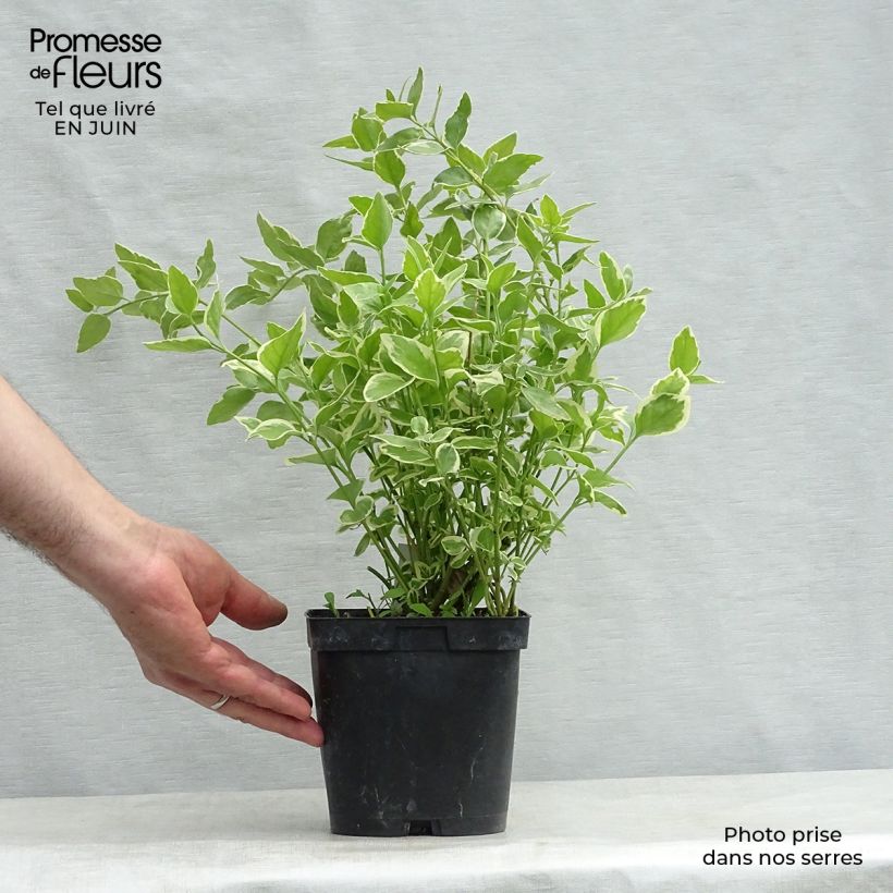 Spécimen de Vinca major Variegata - Grande Pervenche panachée Pot de 2L/3L tel que livré en été
