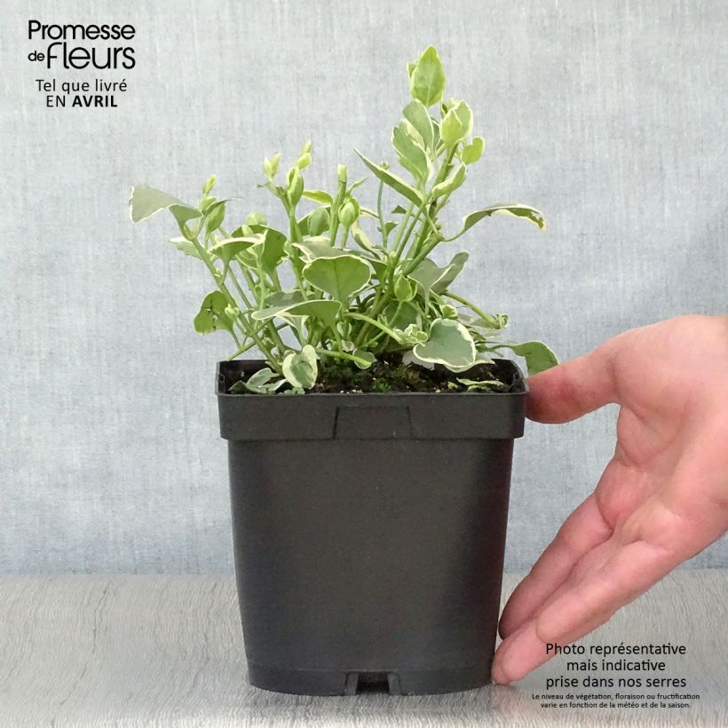 Spécimen de Vinca major Variegata - Grande Pervenche panachée en pot de 2/3 litres tel que livré au printemps