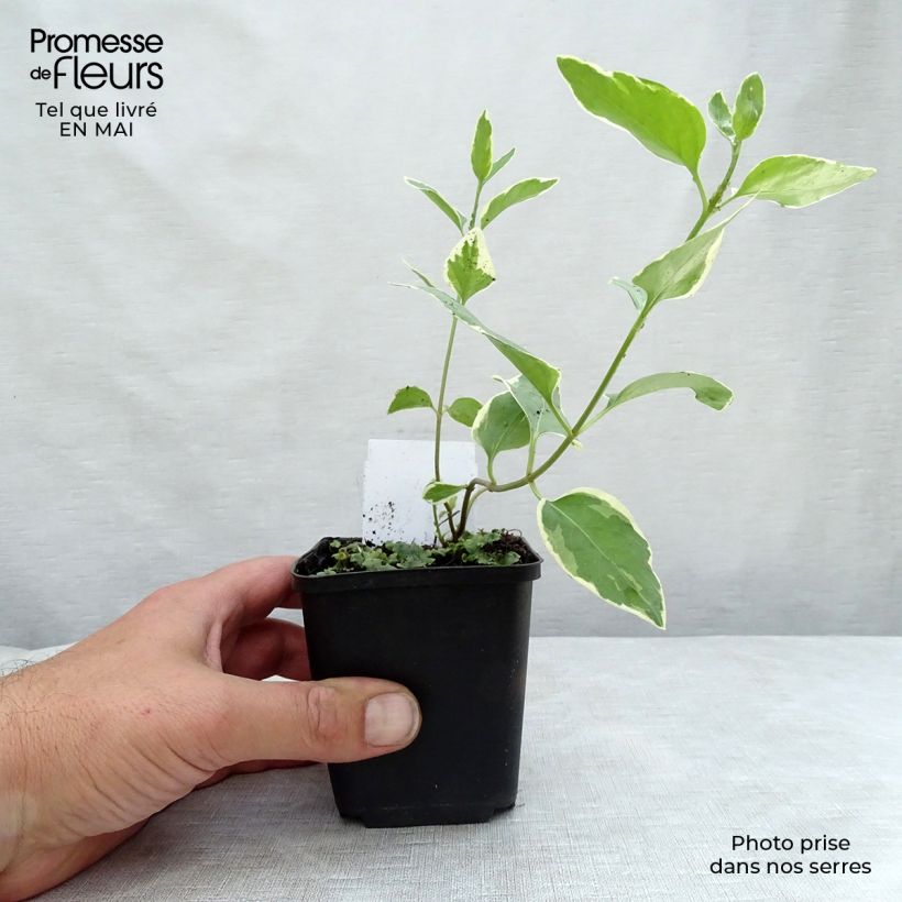 Spécimen de Vinca major Variegata - Grande Pervenche panachée en godet de 9 cm tel que livré au printemps