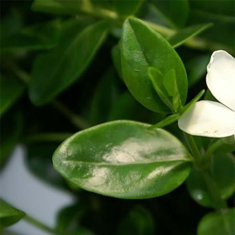 Vinca minor Alba - Petite pervenche (Feuillage)