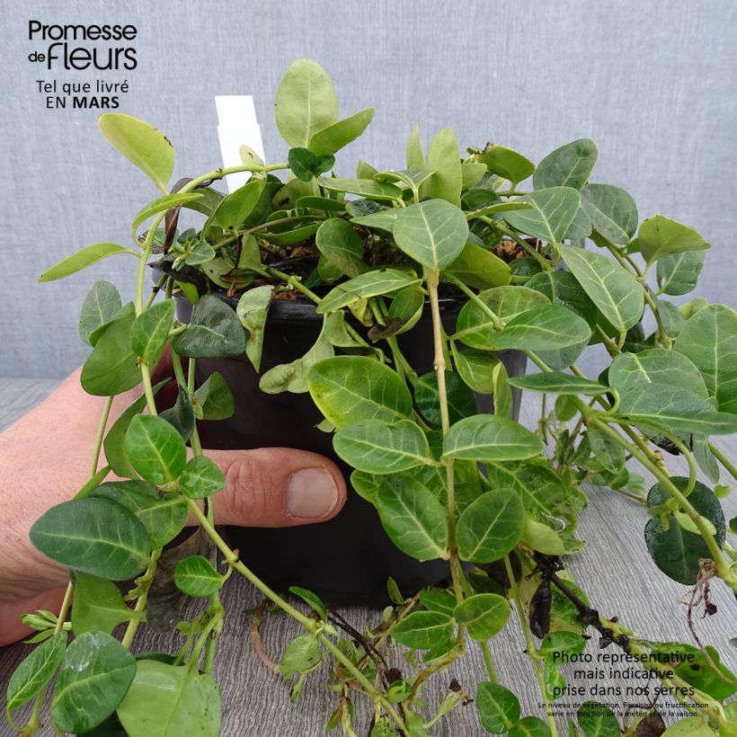 Spécimen de Vinca minor Alba - Petite pervenche Pot de 2L/3L tel que livré en hiver