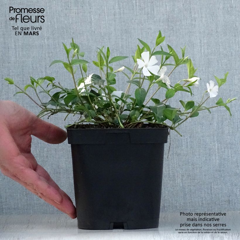 Spécimen de Vinca minor Alba - Petite pervenche - en pot de 2L / 3L tel que livré au printemps