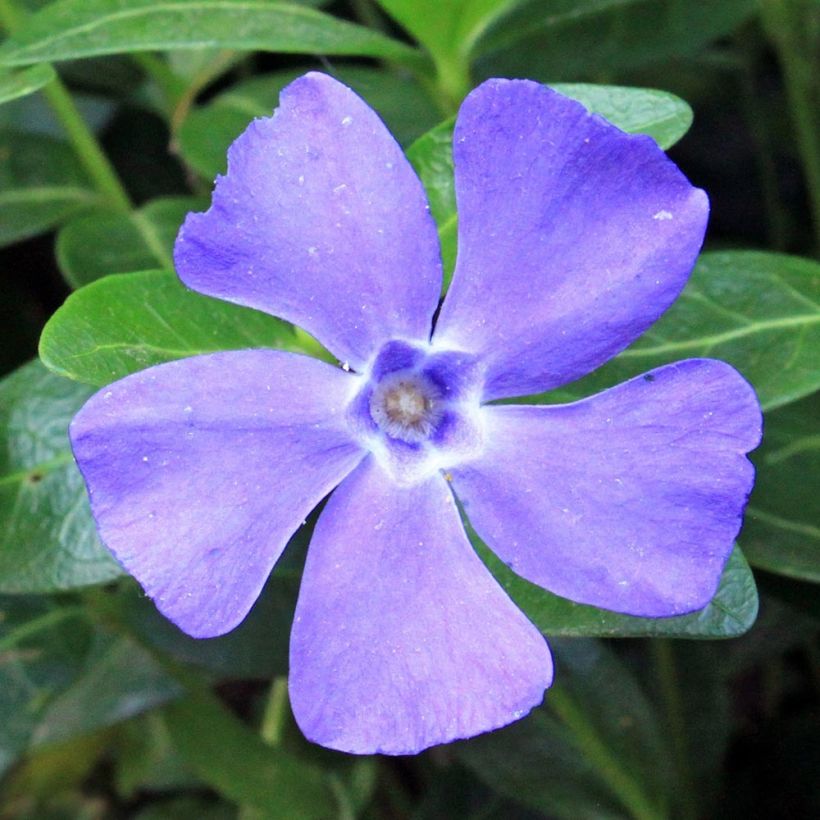 Vinca minor Anna - Petite pervenche Anna (Floraison)