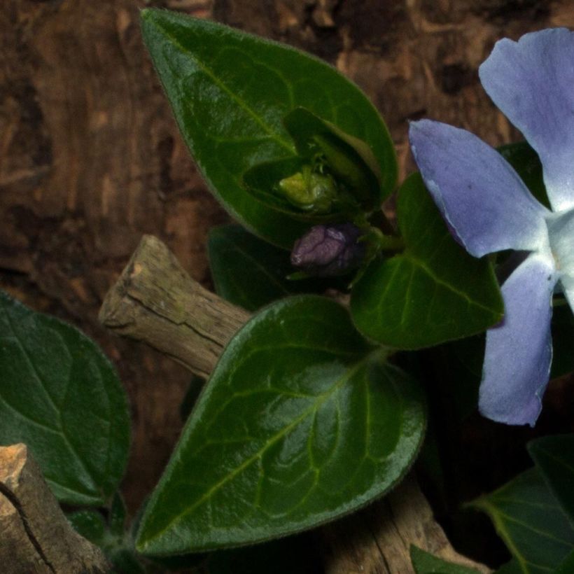 Vinca minor Anna - Petite pervenche Anna (Feuillage)