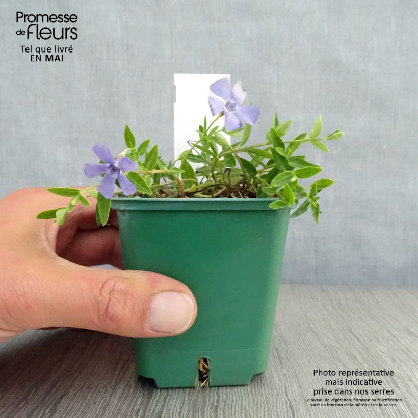 Spécimen de Vinca minor Anna - Petite pervenche Anna Godet de 9cm tel que livré au printemps
