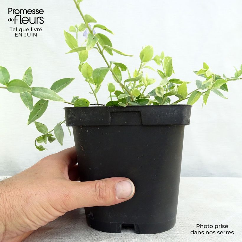 Spécimen de Vinca minor Argenteovariegata - Pervenche panachée à petites fleurs Pot de 2L/3L tel que livré en été