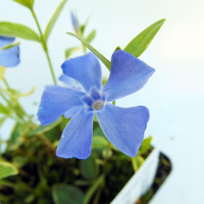 Vinca minor Argenteovariegata - Pervenche panachée à petites fleurs (Feuillage)