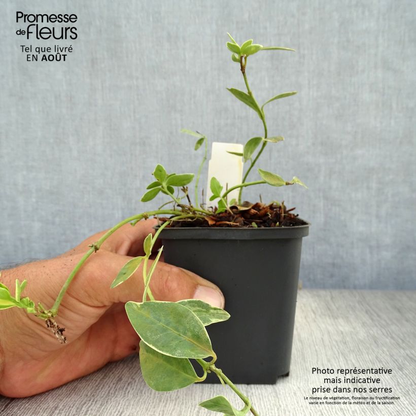 Spécimen de Vinca minor Argenteovariegata - Pervenche panachée à petites fleurs Godet de 8/9 cm tel que livré en été