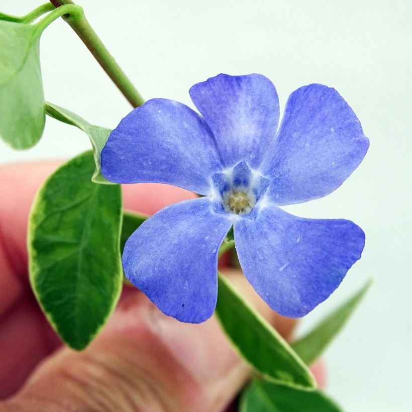 Vinca minor Argenteovariegata - Pervenche panachée à petites fleurs (Floraison)