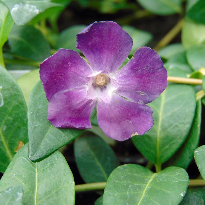 Vinca minor Atropurpurea - Pervenche à petite fleurs   (Floraison)