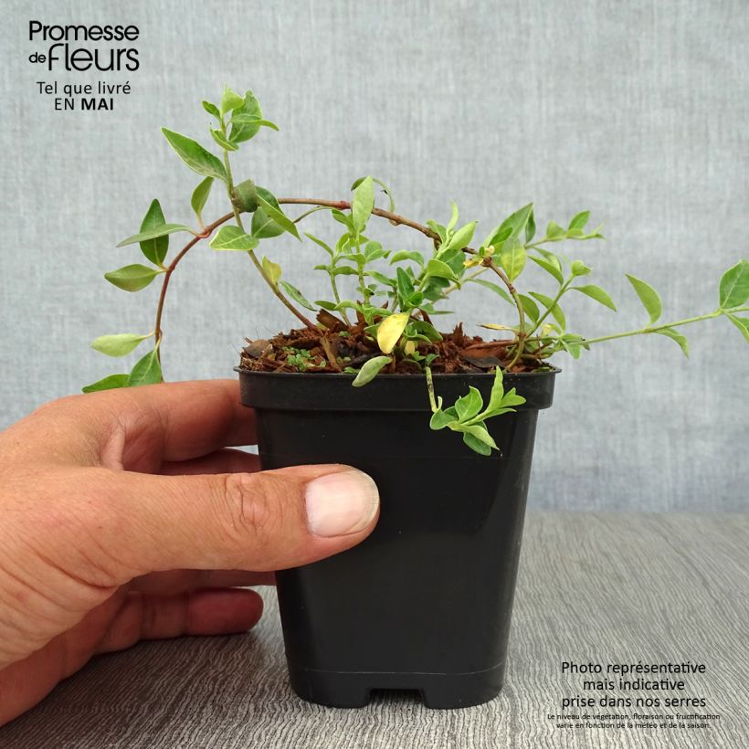 Spécimen de Vinca minor Atropurpurea - Pervenche à petite fleurs   Godet de 9cm tel que livré au printemps