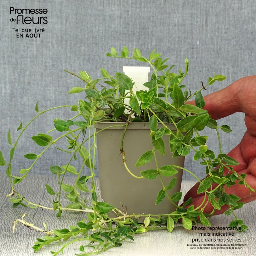 Spécimen de Vinca minor Elisa - Pervenche à petites fleurs Godet de 8/9 cm tel que livré en été