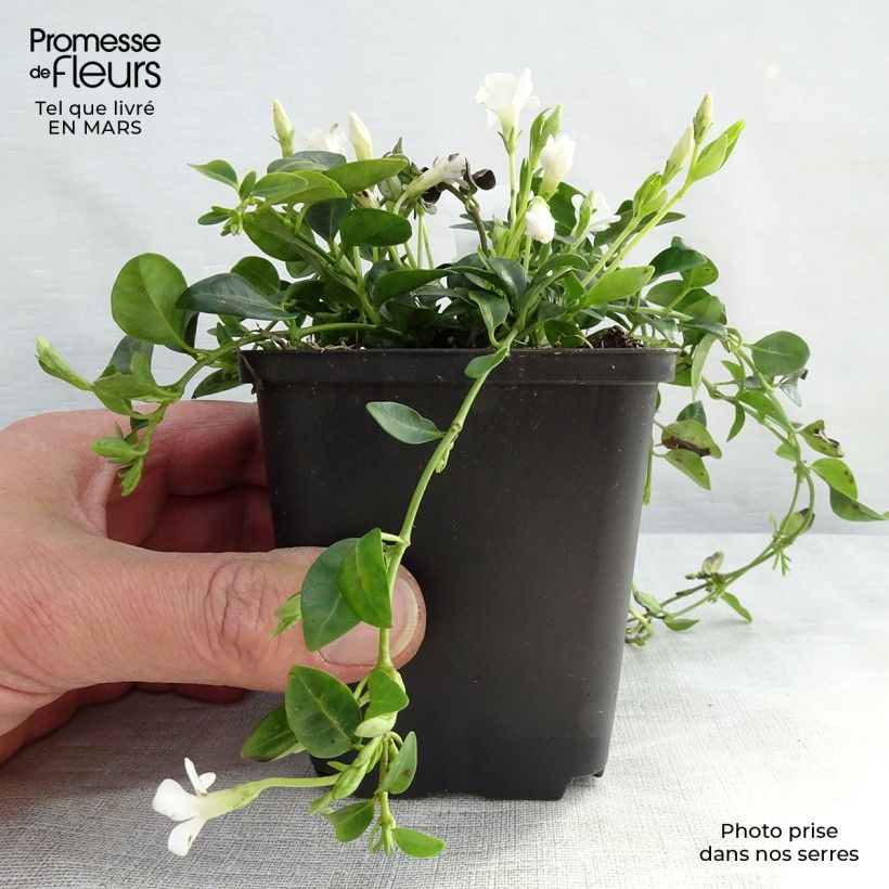Spécimen de Vinca minor Elisa - Pervenche à petites fleurs Godet de 9cm tel que livré au printemps