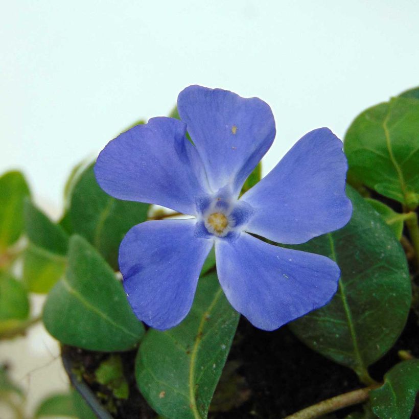 Vinca minor Flower Power - Petite pervenche (Floraison)