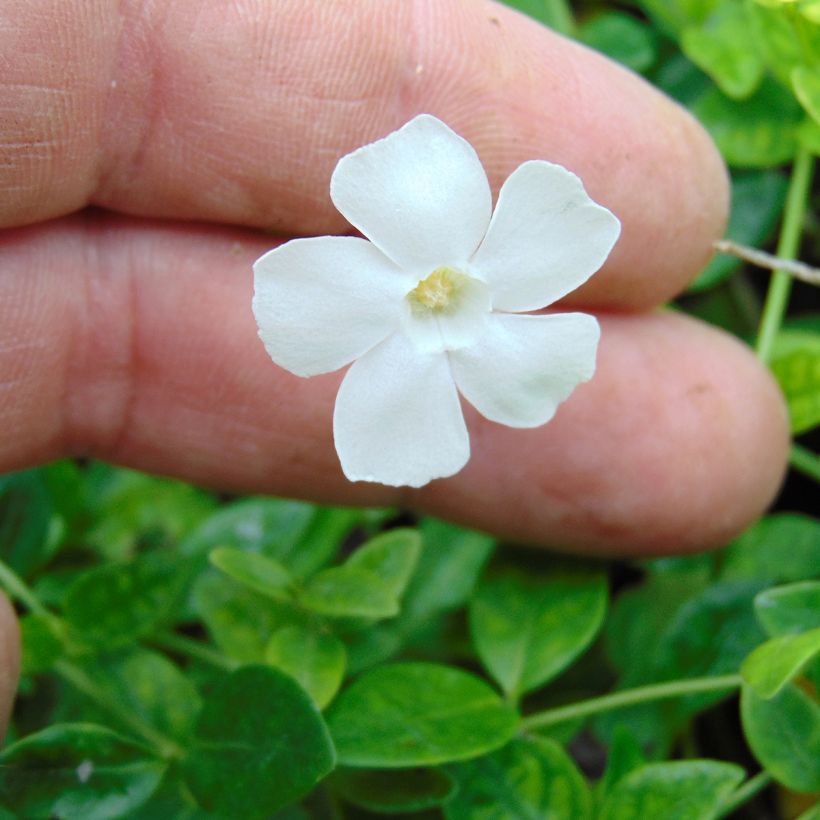 Vinca minor Gertrude Jekyll - Pervenche à petite fleurs  (Floraison)
