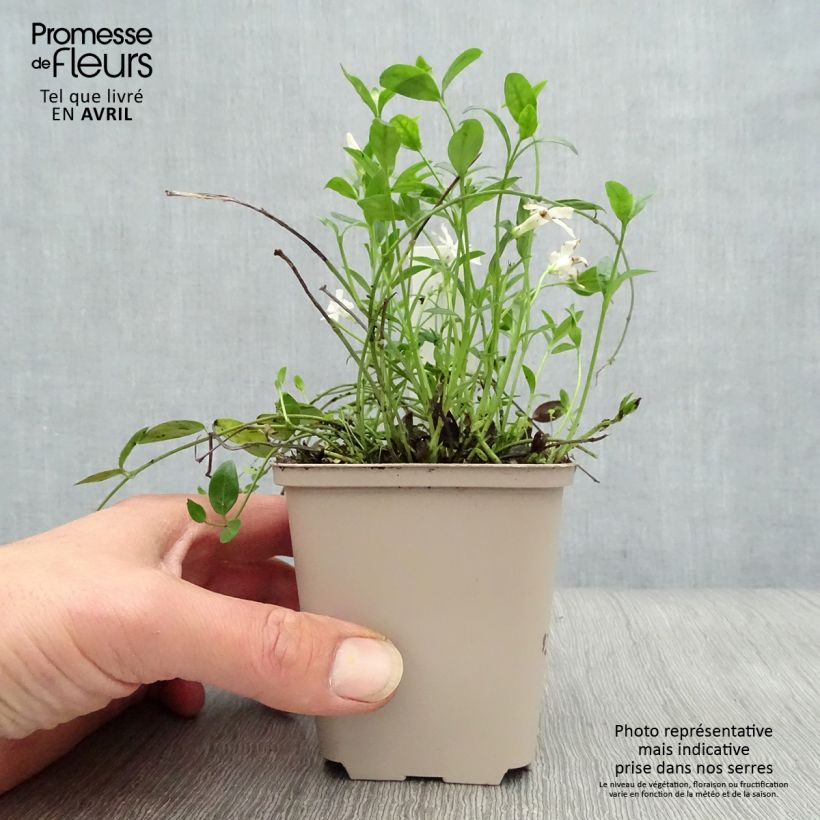 Spécimen de Vinca minor Gertrude Jekyll - Pervenche à petite fleurs  Godet de 9cm tel que livré au printemps
