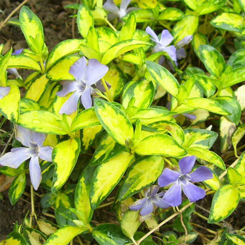 Vinca minor Illumination - Pervenche panachée à petites fleurs  (Feuillage)