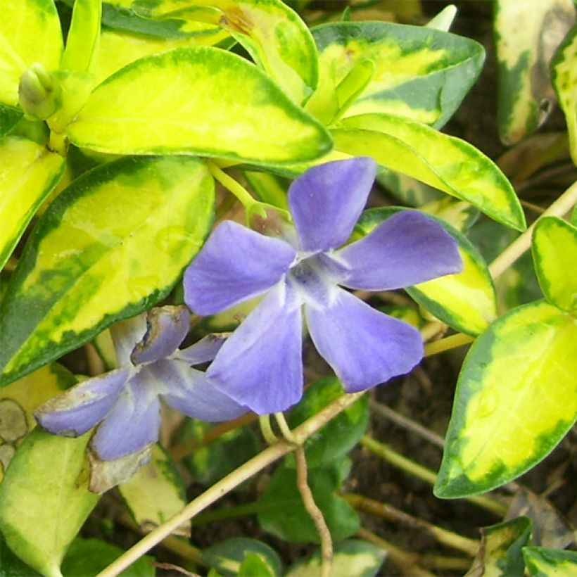 Vinca minor Illumination - Pervenche panachée à petites fleurs  (Floraison)