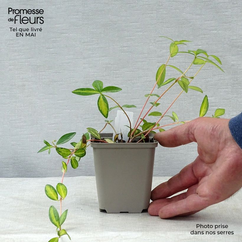 Spécimen de Vinca minor Illumination - Pervenche panachée à petites fleurs  Godet de 9cm tel que livré au printemps