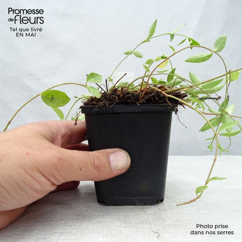 Spécimen de Vinca minor Josefine - Petite pervenche Godet de 9cm tel que livré au printemps